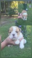 Joy, a female English Bulldog for sale in Goldsboro, NC – 3 of 3