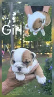 Girl, a female English Bulldog for sale in Goldsboro, NC – 3 of 3