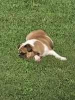 Baby Girl, a female English Bulldog for sale in Goldsboro, NC – 4 of 6