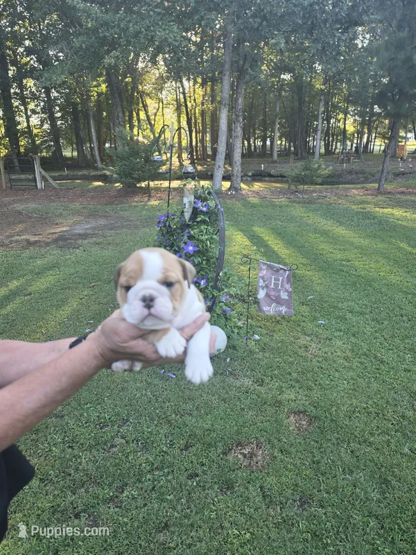 Girl 2 – English Bulldog puppy for sale in Goldsboro, NC