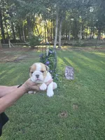 Girl 2, a female English Bulldog for sale in Goldsboro, NC – 1 of 3