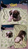 Pretty Girl, a female English Bulldog for sale in Goldsboro, NC – 1 of 4