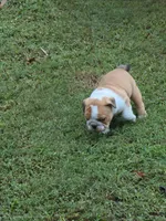 Joy, a female English Bulldog for sale in Goldsboro, NC – 2 of 3