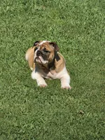 Baby Girl, a female English Bulldog for sale in Goldsboro, NC – 3 of 6