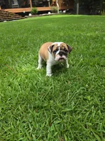 Baby Girl, a female English Bulldog for sale in Goldsboro, NC – 1 of 7