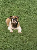 Baby Girl, a female English Bulldog for sale in Goldsboro, NC – 2 of 6