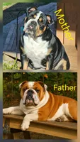 Pretty Girl, a female English Bulldog for sale in Goldsboro, NC – 4 of 4