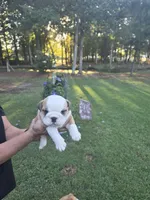 Boy, a male English Bulldog for sale in Goldsboro, NC – 1 of 3