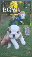 Boy, a male English Bulldog for sale in Goldsboro, NC – 3 of 3