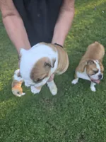 Girl, a female English Bulldog for sale in Goldsboro, NC – 2 of 3