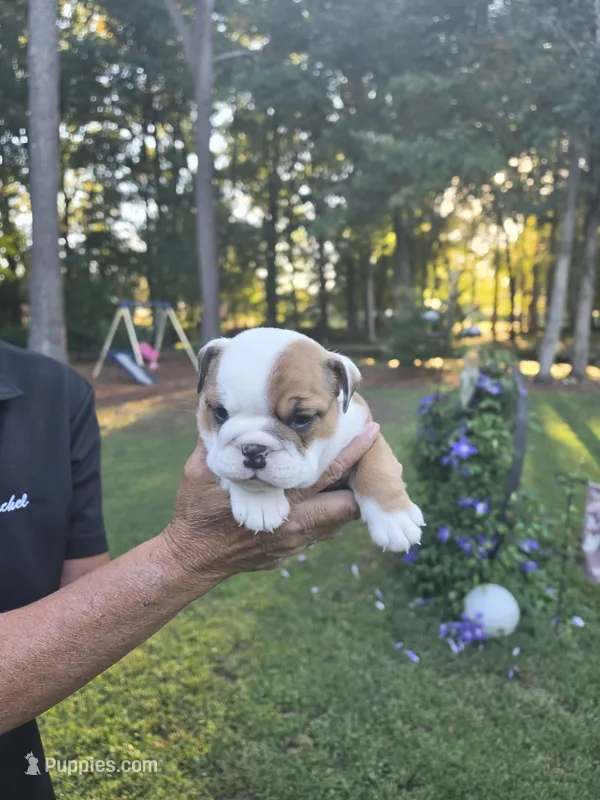 Girl – English Bulldog puppy for sale in Goldsboro, NC