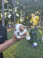 Girl, a female English Bulldog for sale in Goldsboro, NC – 1 of 3