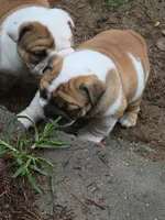Pretty Girl, a female English Bulldog for sale in Goldsboro, NC – 3 of 4