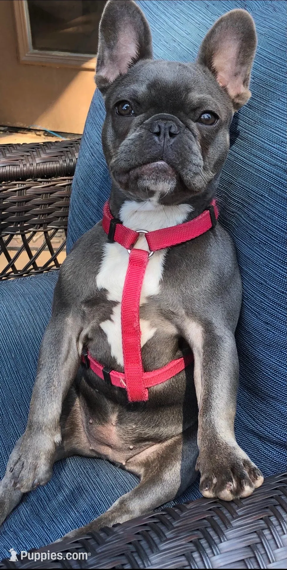 Leeloo, a female French Bulldog for sale in Edmond, OK – Photo 3 of 6