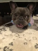 Leeloo, a female French Bulldog for sale in Edmond, OK – Photo 2 of 6