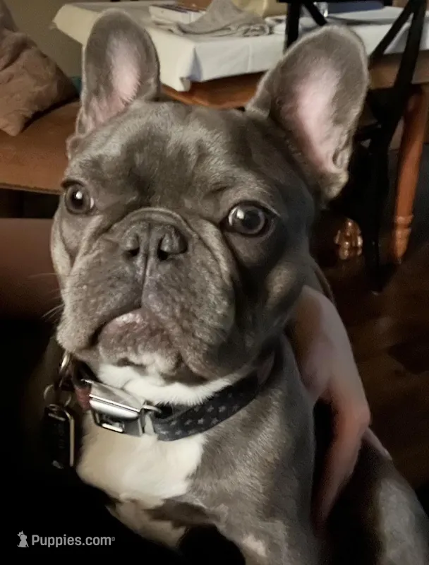 Leeloo – French Bulldog puppy for sale in Edmond, OK