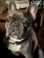 Leeloo, a female French Bulldog for sale in Edmond, OK – Photo 1 of 6