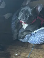 Leeloo, a female French Bulldog for sale in Edmond, OK – Photo 6 of 6