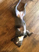 Leeloo, a female French Bulldog for sale in Edmond, OK – Photo 5 of 6