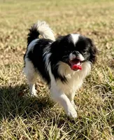 ZORO, a female Berger Picard for sale in California, KY – Photo 1 of 2