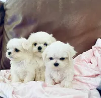 processed/f0368894-7514-4895-ae28-68154565bd69/facility/62fbe881-316f-4f9b-adab-662717d5b005