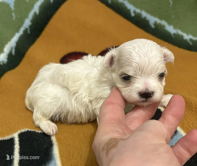 AKC Joe – Maltese puppy for sale in Ocala, FL