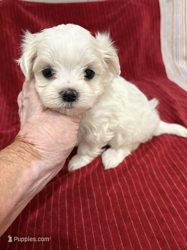 AKC Jackie toy – Maltese puppy for sale in Ocala, FL
