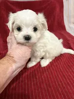 AKC Jackie toy, a female Maltese for sale in Ocala, FL – 1 of 6