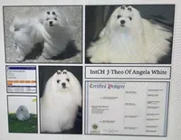 AKC Timmy, a male Maltese for sale in Ocala, FL – 6 of 6