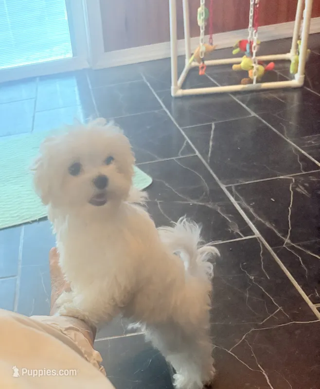 AKC Timmy – Maltese puppy for sale in Ocala, FL