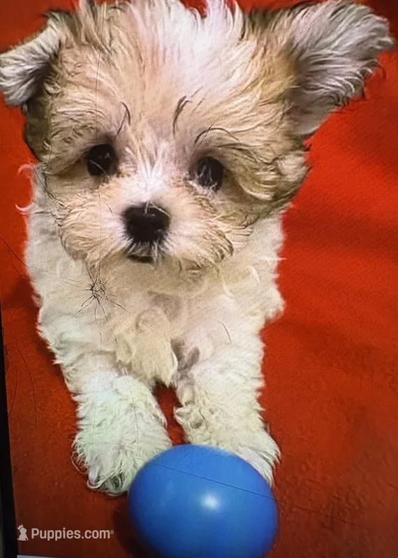 Potatoe Tot – Morkie puppy for sale in Ocala, FL