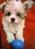 Potatoe Tot, a male Morkie for sale in Ocala, FL – 1 of 2