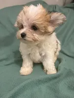Potatoe Tot, a male Morkie for sale in Ocala, FL – 2 of 2