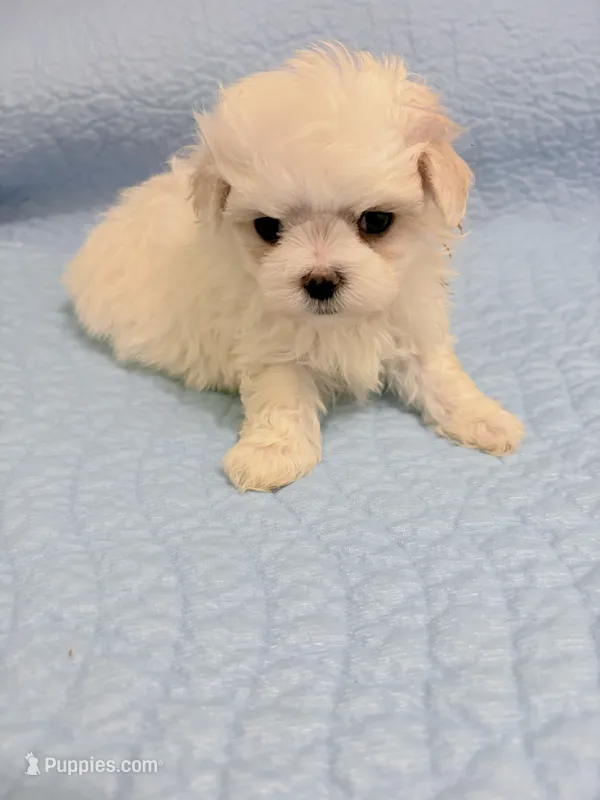 AKC Joe – Maltese puppy for sale in Ocala, FL