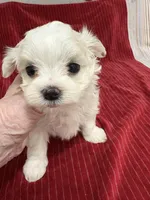 AKC Jackie toy, a female Maltese for sale in Ocala, FL – 2 of 6