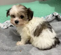 Gloria, a female Maltese and Morkie for sale in Ocala, FL – 2 of 10