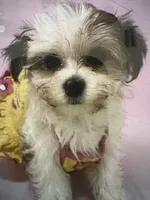 Gloria, a female Maltese and Morkie for sale in Ocala, FL – 8 of 10