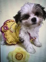 Gloria, a female Maltese and Morkie for sale in Ocala, FL – 10 of 10