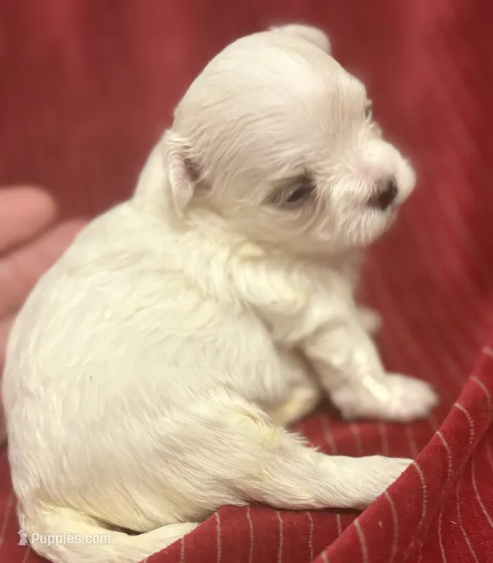 AKC Dianna – Maltese puppy for sale in Ocala, FL