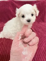 AKC Jackie toy, a female Maltese for sale in Ocala, FL – 5 of 6