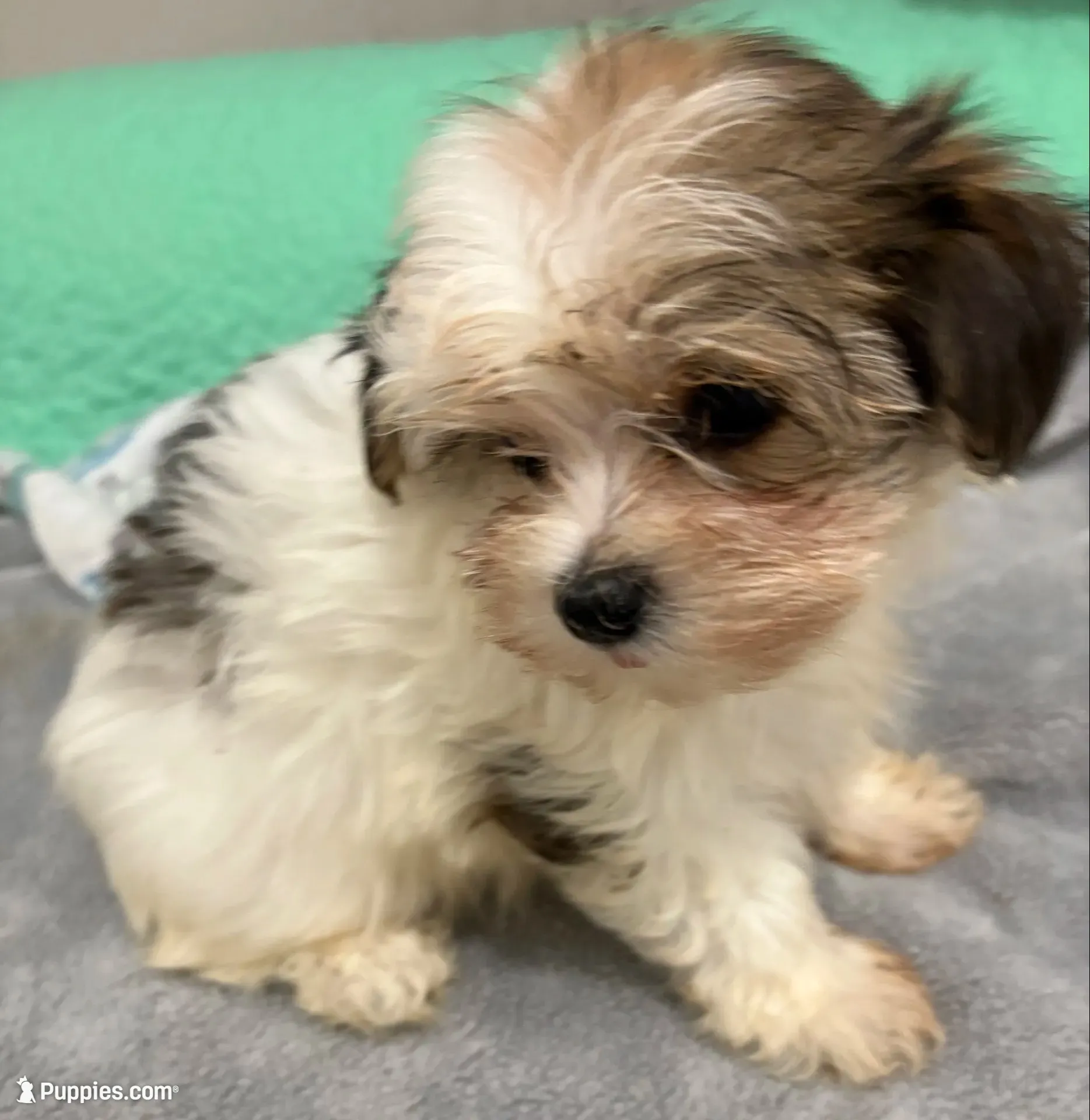 Gloria, a female Maltese and Morkie for sale in Ocala, FL – 1 of 10