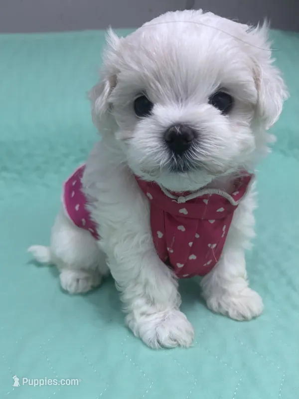 AKC Dianna – Maltese puppy for sale in Ocala, FL