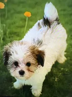 Adam of Green Acres, a male Maltese and Morkie for sale in Ocala, FL – 2 of 5