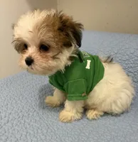 Adam of Green Acres, a male Maltese and Morkie for sale in Ocala, FL – 4 of 5