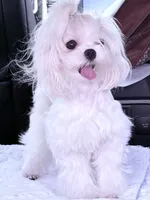 AKC Timmy, a male Maltese for sale in Ocala, FL – 5 of 6