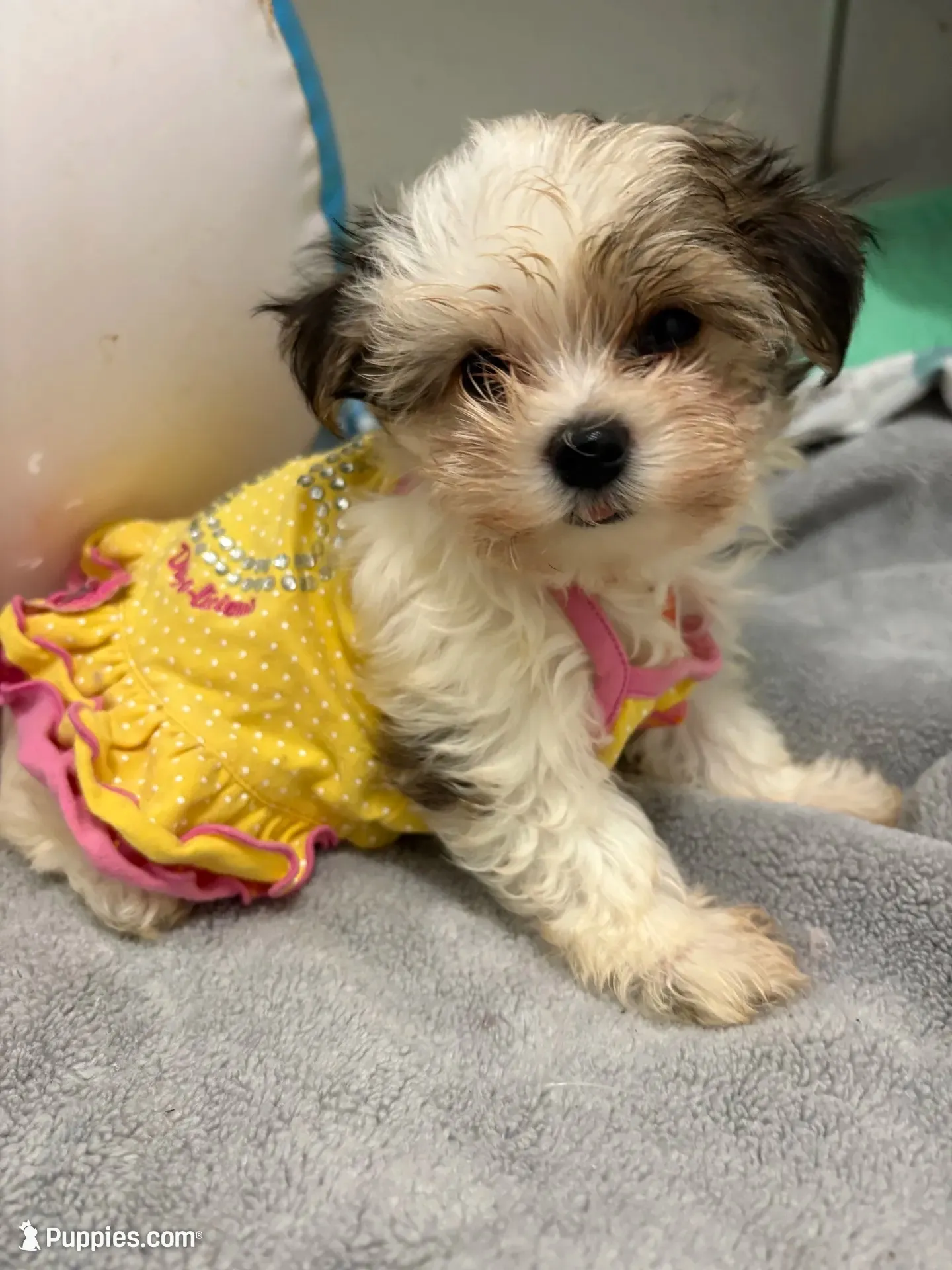 Gloria, a female Maltese and Morkie for sale in Ocala, FL – 3 of 10
