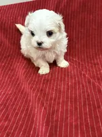 AKC Adam, a male Maltese for sale in Ocala, FL – 5 of 5