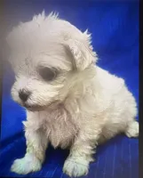 AKC Tiny Tim, a male Maltese for sale in Ocala, FL – 3 of 5