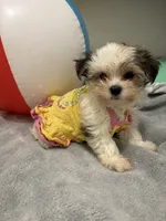 Gloria, a female Maltese and Morkie for sale in Ocala, FL – 4 of 10
