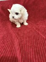 AKC Adam, a male Maltese for sale in Ocala, FL – 2 of 5